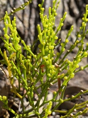 Leptomeria acida