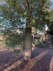 Brachychiton rupestris