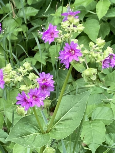 Mirabilis nyctaginea