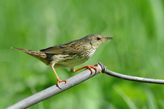 Lanceolated Warbler photo 3
