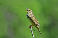 Lanceolated Warbler photo 4