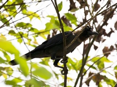 Corvus splendens