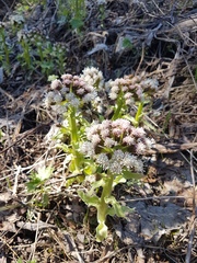 Petasites tatewakianus