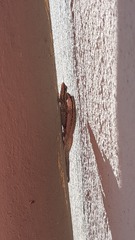 Lygodactylus capensis