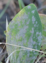Erysiphe pisi