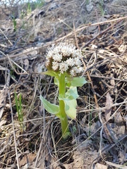 Petasites tatewakianus