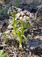 Petasites tatewakianus