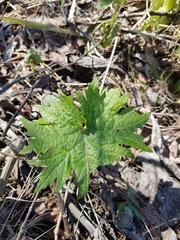 Petasites tatewakianus