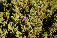 Monechma mollissimum