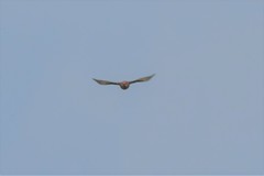 Dendrocopos hyperythrus