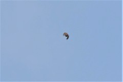 Dendrocopos hyperythrus