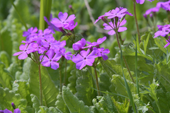 Primula sieboldii