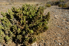 Monechma mollissimum