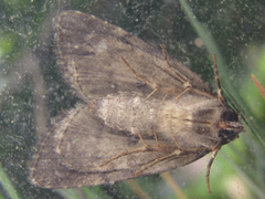 Chytonix albonotata