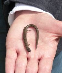 Hemiergis talbingoensis