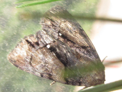 Chytonix albonotata