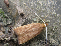 Lecitholaxa thiodora