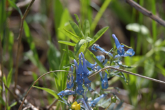 Corydalis turtschaninovii