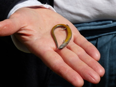 Hemiergis talbingoensis