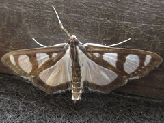 Glyphodes quadrimaculalis