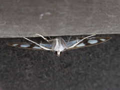 Glyphodes quadrimaculalis