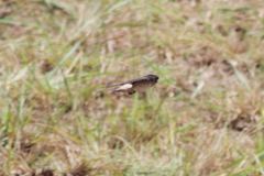 Petrochelidon preussi