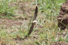 Petrochelidon preussi