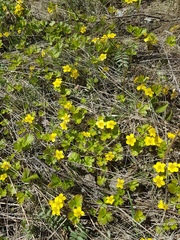 Waldsteinia ternata