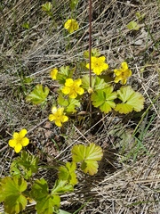 Waldsteinia ternata