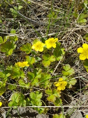 Waldsteinia ternata