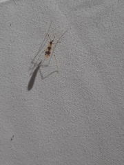 Erioptera venusta