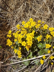Caltha fistulosa