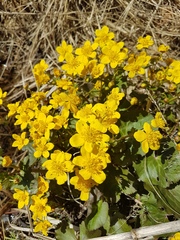 Caltha fistulosa