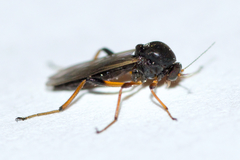 Palpomyia