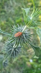 Agonoscelis venosa