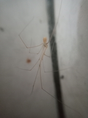 Micropholcus fauroti