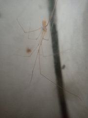 Micropholcus fauroti