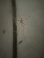 Micropholcus fauroti