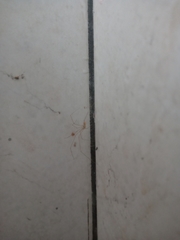 Micropholcus fauroti