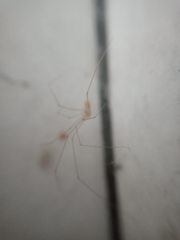 Micropholcus fauroti