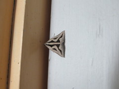 Dichromodes personalis