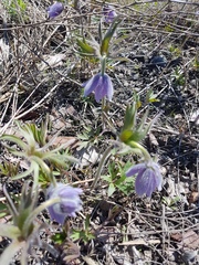 Pulsatilla dahurica