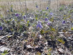 Pulsatilla dahurica