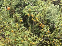 Angiospermae