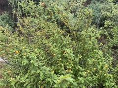 Angiospermae