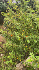 Angiospermae