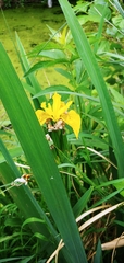Iris pseudacorus