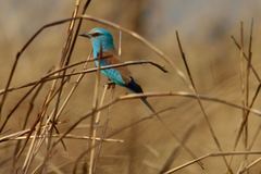 Coracias abyssinicus