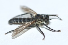 Lasiopogon opaculus