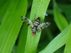 Otites porcus